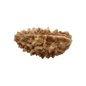 Rudraksha Beads 1 Face Casunet – LT